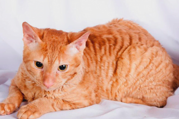 O Gato ural rex 2vettop% Gato ural rex 2
