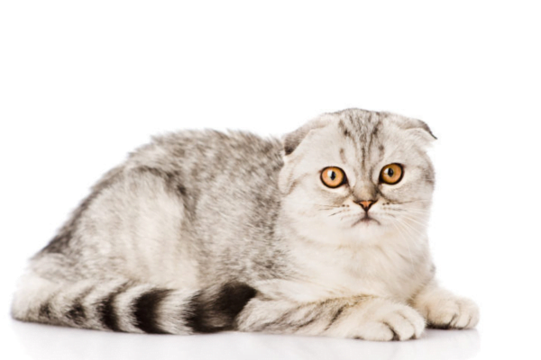 O Gato highland fold 2vettop% Highland Fold 2