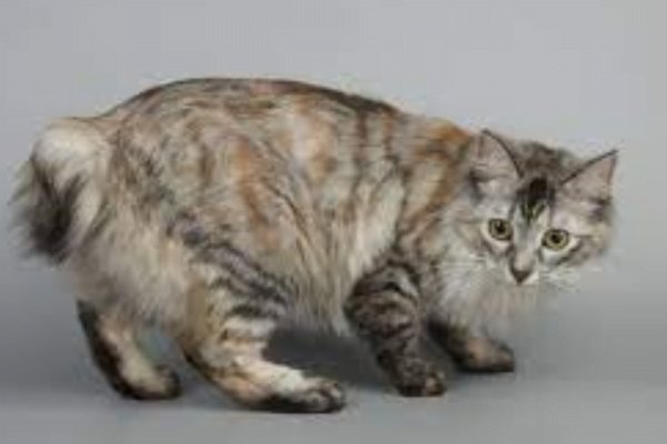 O Gato Kurilian Bobtail 2vettop% Kurilian Bobtail 2