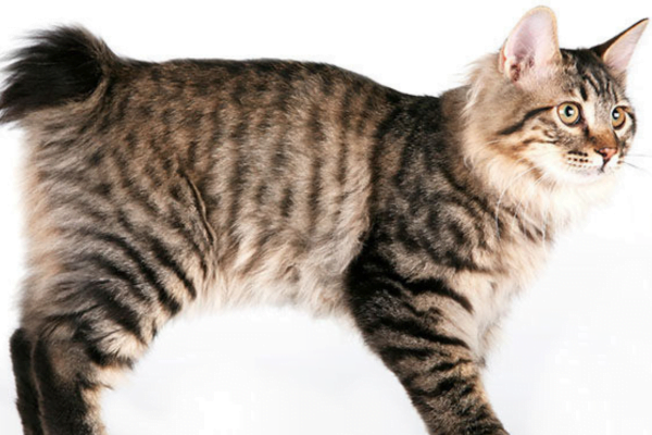 O Gato Kurilian Bobtail 12vettop% Kurilian Bobtail