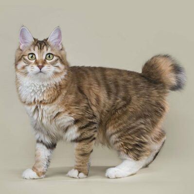 O Gato Kurilian Bobtail 1vettop% Kurilian Bobtail 3