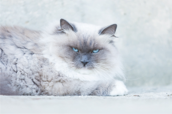 O Gato Neva Masquerade 1vettop% Neva Masquerade1
