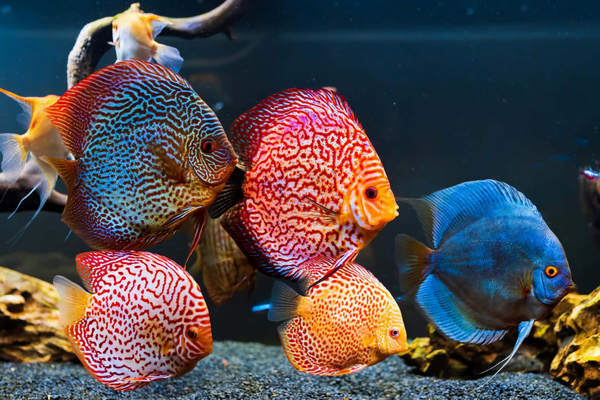 Os 7 peixes mais coloridos do mundo 5vettop% O Discus Technicolo