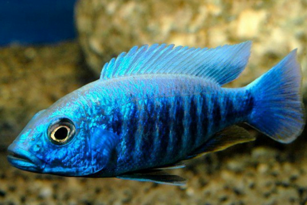 Os 7 peixes mais coloridos do mundo 4vettop% O Electric Blue Hap