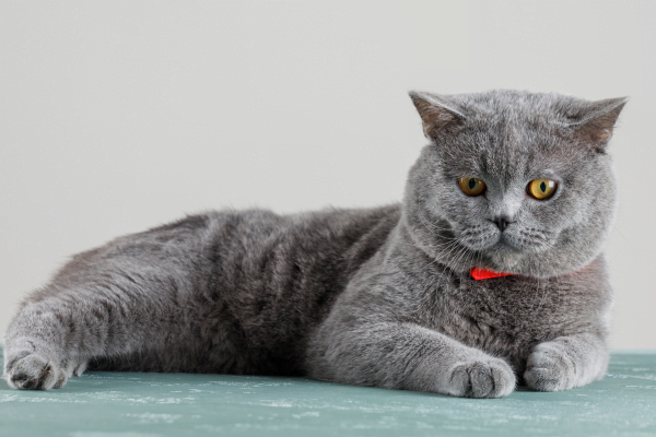 O Gato Scottish Fold 1vettop% Gato Scottish Fold