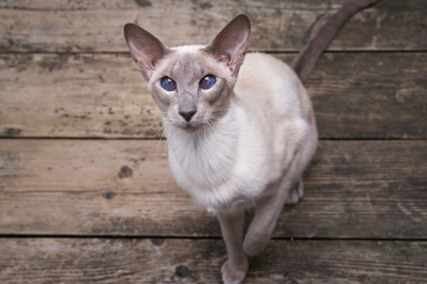 O Gato Colorpoint 1vettop% O Gato colorpoint 1