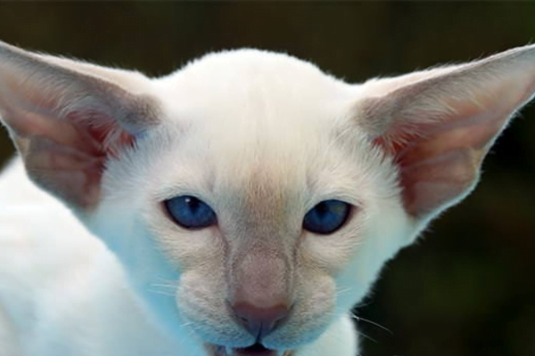 O Gato Colorpoint 2vettop% O Gato colorpoint 2