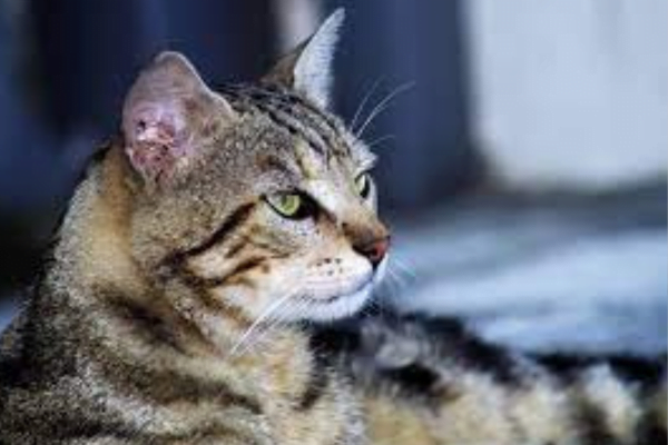 O Gato europeu ou Romano 1vettop% O Gato europeu 1