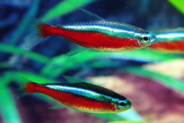 Os 7 peixes mais coloridos do mundo 6vettop% O Neon Tetra
