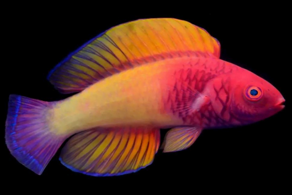 Os 7 peixes mais coloridos do mundo 3vettop% O Peixe Wrasse Arco-Íris