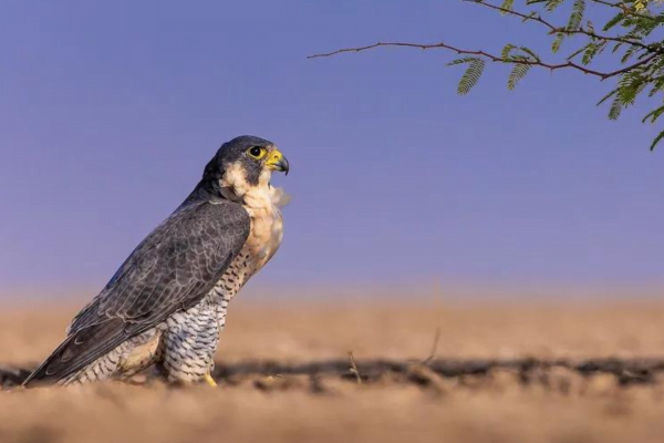 Visão das Aves, Como funciona? 1vettop% O falcão peregrino