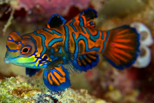 Os 7 peixes mais coloridos do mundo 1vettop% Peixe Mandarim