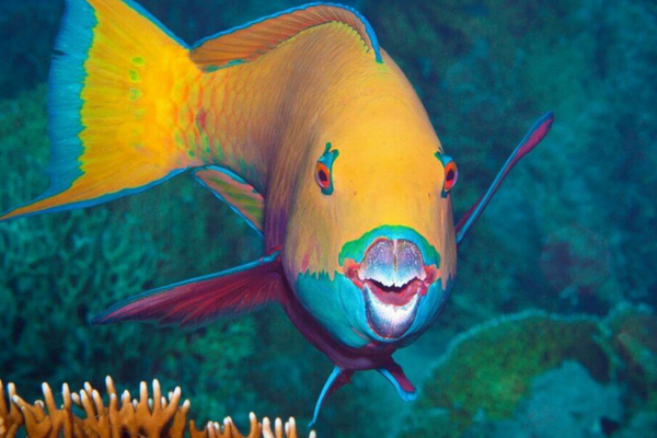 Os 7 peixes mais coloridos do mundo 2vettop% Peixe Papagaio