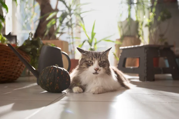 Quantos Dentes Tem um Gato? 1vettop% Quantos Dentes Tem um Gato 1