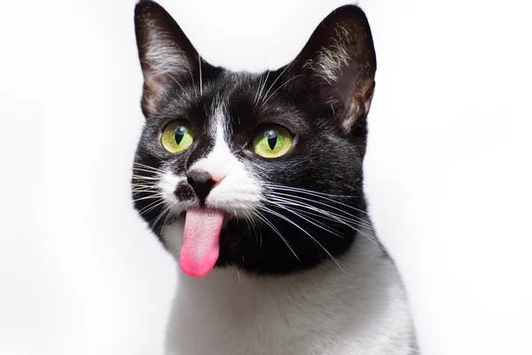 Quantos Dentes Tem um Gato? 3vettop% Quantos Dentes Tem um Gato 3