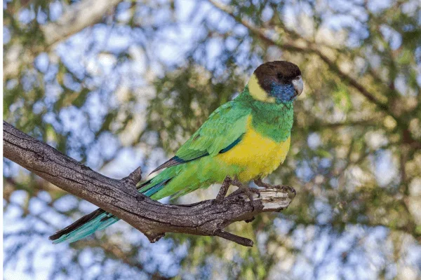 Ringnecks no Brasil: Entre Cores Vibrantes e Desafios Ambientais 8vettop% Ringnecks
