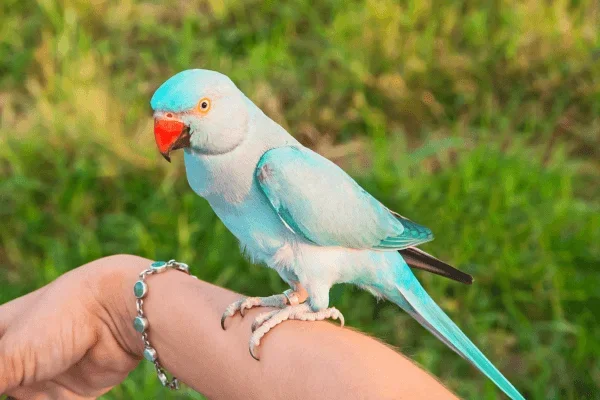 Ringnecks no Brasil: Entre Cores Vibrantes e Desafios Ambientais 2vettop% Ringnecks2