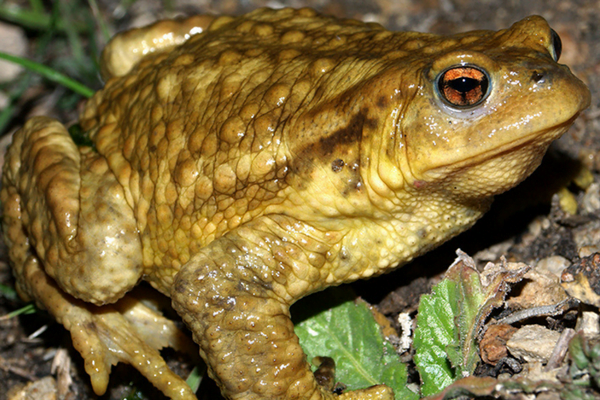 Fascinante Diferença entre Anfíbios e Répteis: 1vettop% Sapo-comum (Bufo bufo):