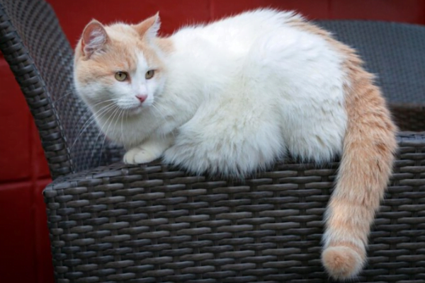 O Gato Turkish Van 18vettop% Turkish Van