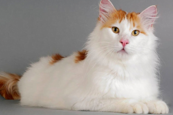 O Gato Turkish Van 1vettop% Turkish Van 1