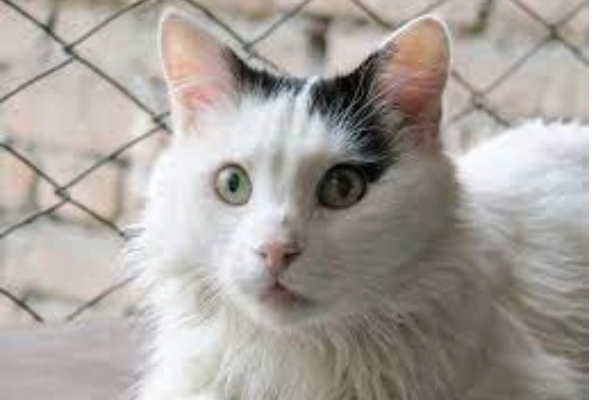 O Gato Turkish Van 2vettop% Turkish Van 2