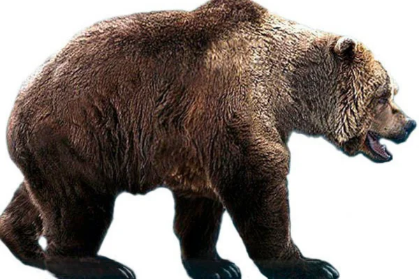 Animais da Era do Gelo 7vettop% Ursos-das-cavernas
