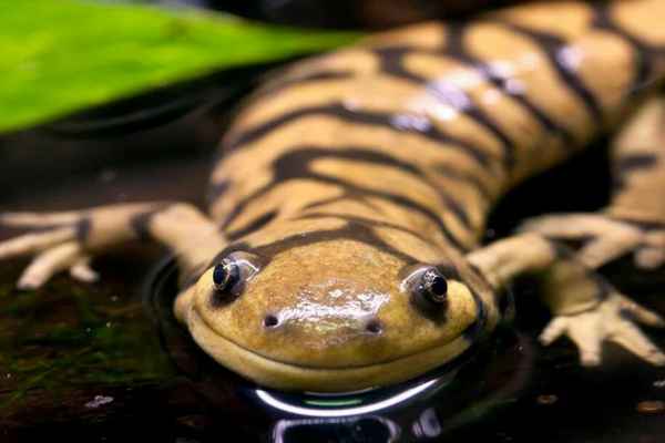 Fascinante Diferença entre Anfíbios e Répteis: 2vettop% Salamandra-tigre