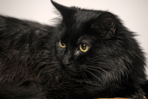 O Gato chantilly-tiffany 1vettop% chantilly-tiffany 1