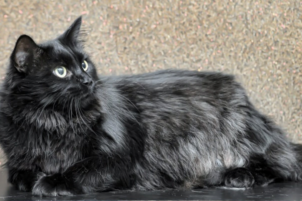 O Gato chantilly-tiffany 2vettop% chantilly-tiffany 2