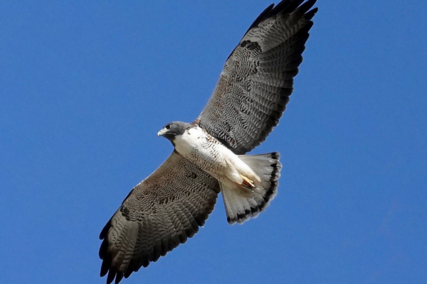 Visão das Aves, Como funciona? 2vettop% gavião-de-rabo-branco