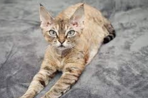 O Gato german rex ou rex alemão 1vettop% german rex 1