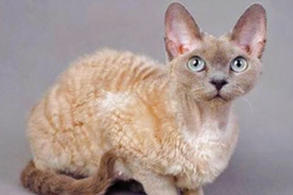 O Gato german rex ou rex alemão 2vettop% german rex 2