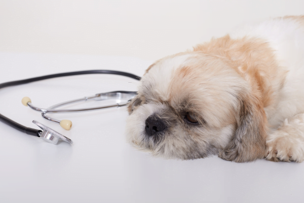 Intoxicação em Cães, o que fazer? 1vettop% intoxicação em cães 1