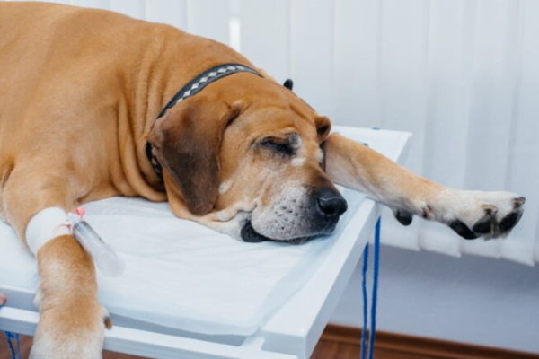 Intoxicação em Cães, o que fazer? 2vettop% intoxicação em cães 2