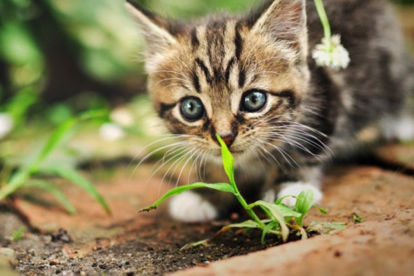 Animais Fofos que Podem Ser Mortais 1vettop% Animais Fofos1