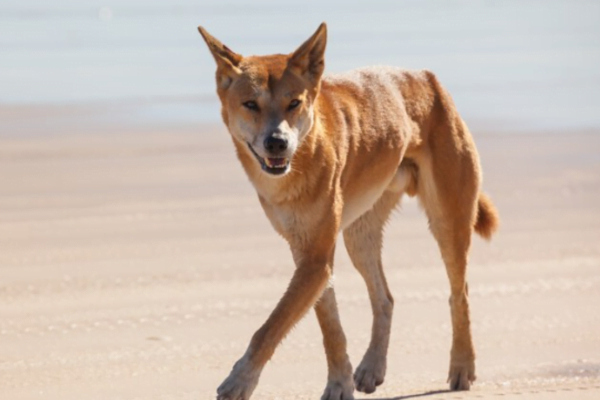 Animais Fofos que Podem Ser Mortais 5vettop% Animais Fofos4