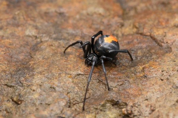 Desvendando o Reino Venenoso: Os 08 Animais Mais Venenosos do Mundo 6vettop% Aranha Viúva-negra (Latrodectus spp.)