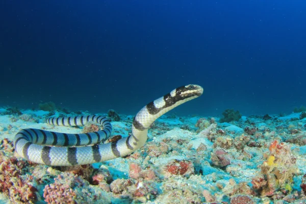 Desvendando o Reino Venenoso: Os 08 Animais Mais Venenosos do Mundo 4vettop% Cobra Marinha (Hydrophis belcheri)