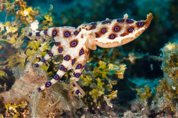 Desvendando o Reino Venenoso: Os 08 Animais Mais Venenosos do Mundo 8vettop% Polvo de Anéis Azuis (Hapalochlaena spp.)
