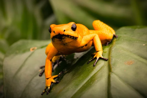 Desvendando o Reino Venenoso: Os 08 Animais Mais Venenosos do Mundo 5vettop% Sapo Dardo (Phyllobates terribilis)