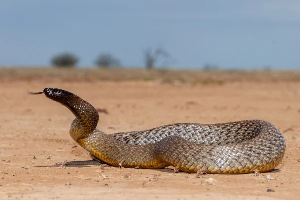 Desvendando o Reino Venenoso: Os 08 Animais Mais Venenosos do Mundo 3vettop% Taipan-do-interior (Oxyuranus microlepidotus)