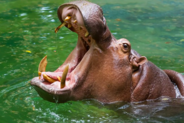 Top Five de Animais Perigosos 4vettop% Top Five de Animais Perigosos 2
