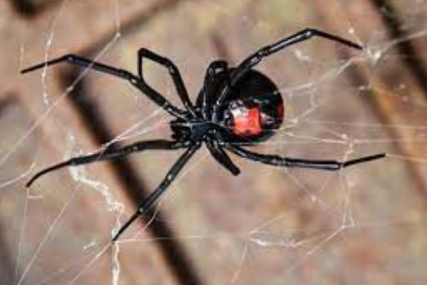 As Aranhas: Características e Diversidade 3vettop% Viúva-Negra (Latrodectus)