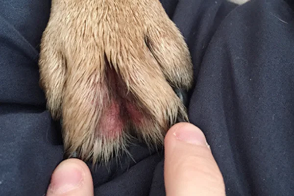 7 razões para os cães lamberem as patas 1vettop% 7-razoes-para-os-caes-lamberem-as-patas-2.