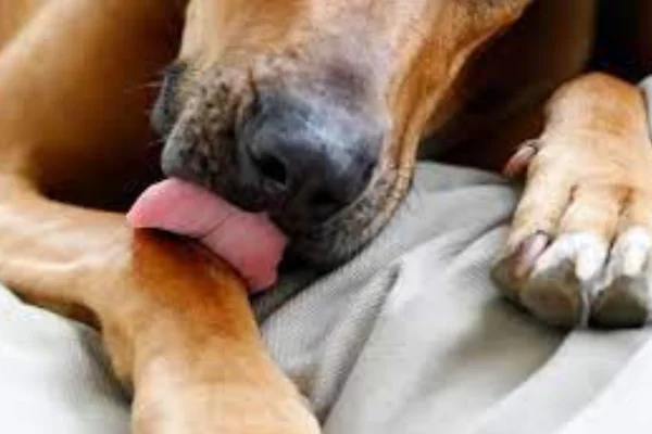7 razões para os cães lamberem as patas 2vettop% 7-razoes-para-os-caes-lamberem-as-patas.1