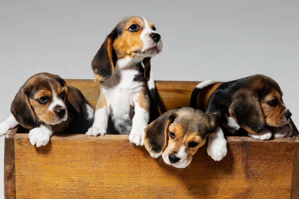 A Idade de Cachorro: Descubra Como Calcular 1vettop% A Idade de Cachorro1