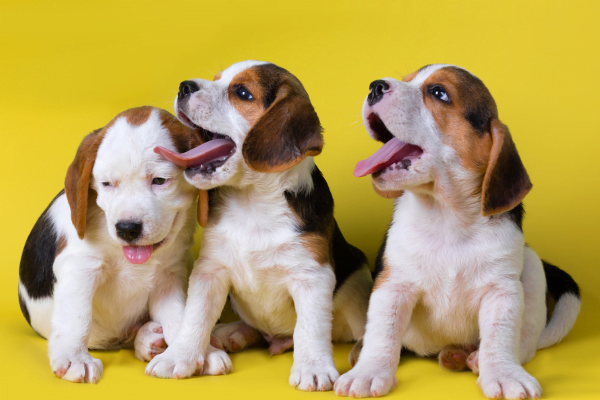A Idade de Cachorro: Descubra Como Calcular 2vettop% A Idade de Cachorro2