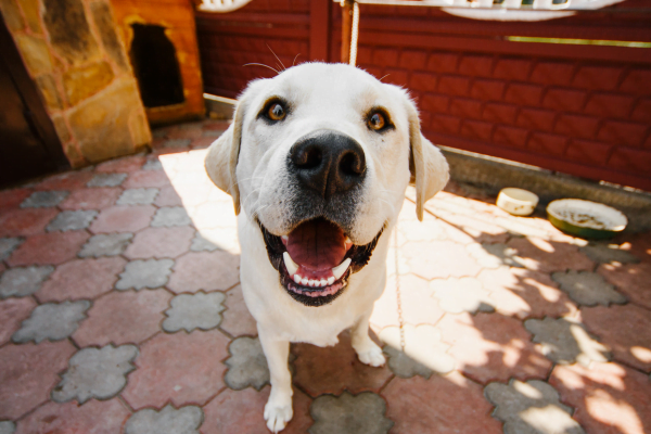 A Idade de Cachorro: Descubra Como Calcular 3vettop% A Idade de Cachorro3
