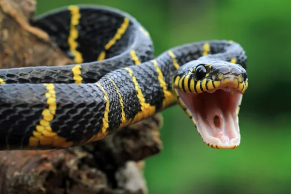 OS ANIMAIS MAIS PERIGOSOS DO MUNDO 4vettop% ANIMAIS MAIS PERIGOSOS DO MUNDO3