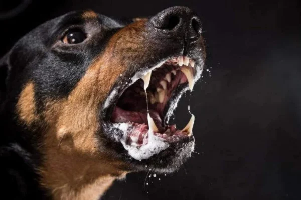 OS ANIMAIS MAIS PERIGOSOS DO MUNDO 5vettop% ANIMAIS MAIS PERIGOSOS DO MUNDO4